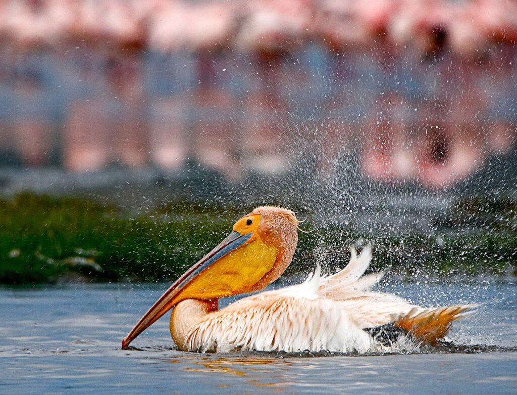 15-days Uganda Safari