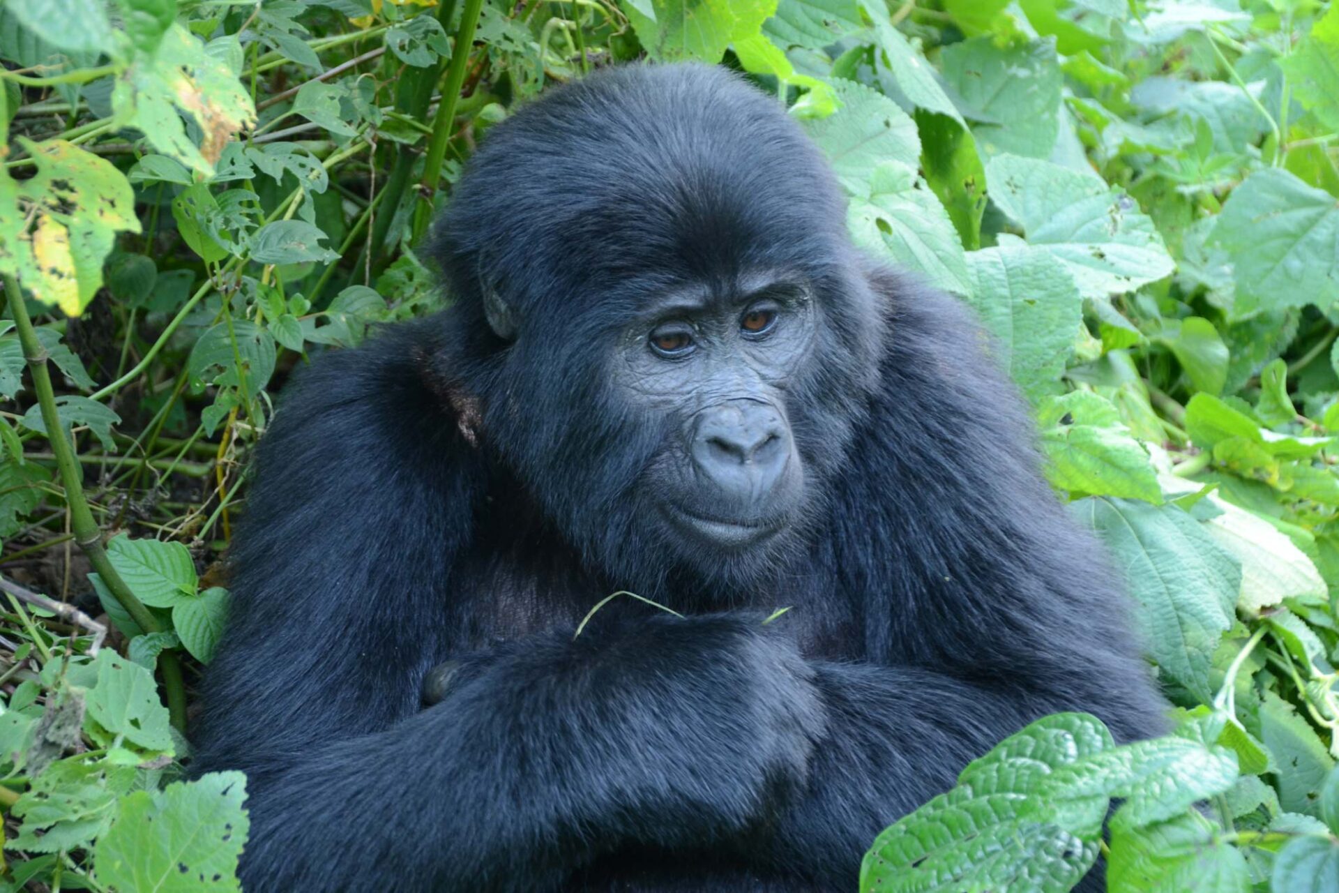 15-days Uganda Safari